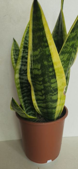Planta Espada de São Jorge Vaso 13 cm