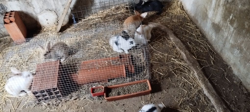 Coelhos raça borboleta X flandes