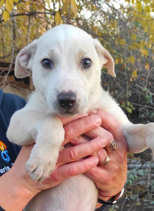 Красунчик хлопчик цуценя  2 міс  щеплення є