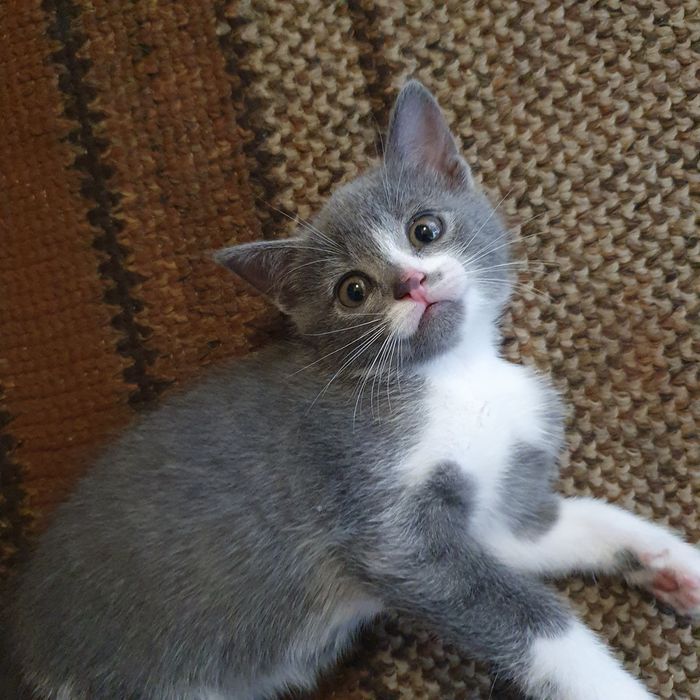 Віддаю в добрі руки добру кішечку!