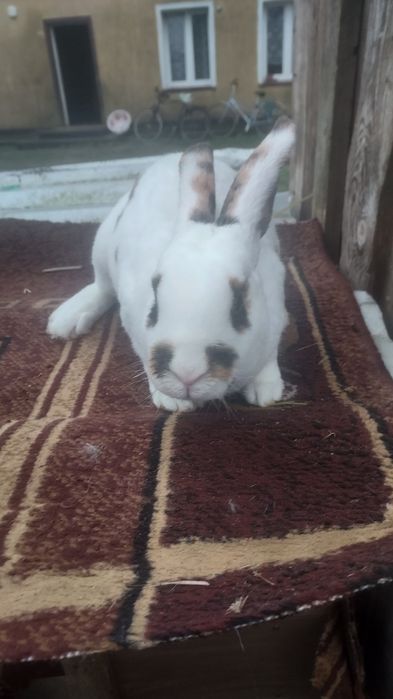 Sprzedam rex trójbarwny