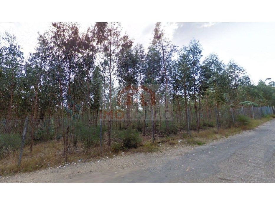 Pinhal - Canedo