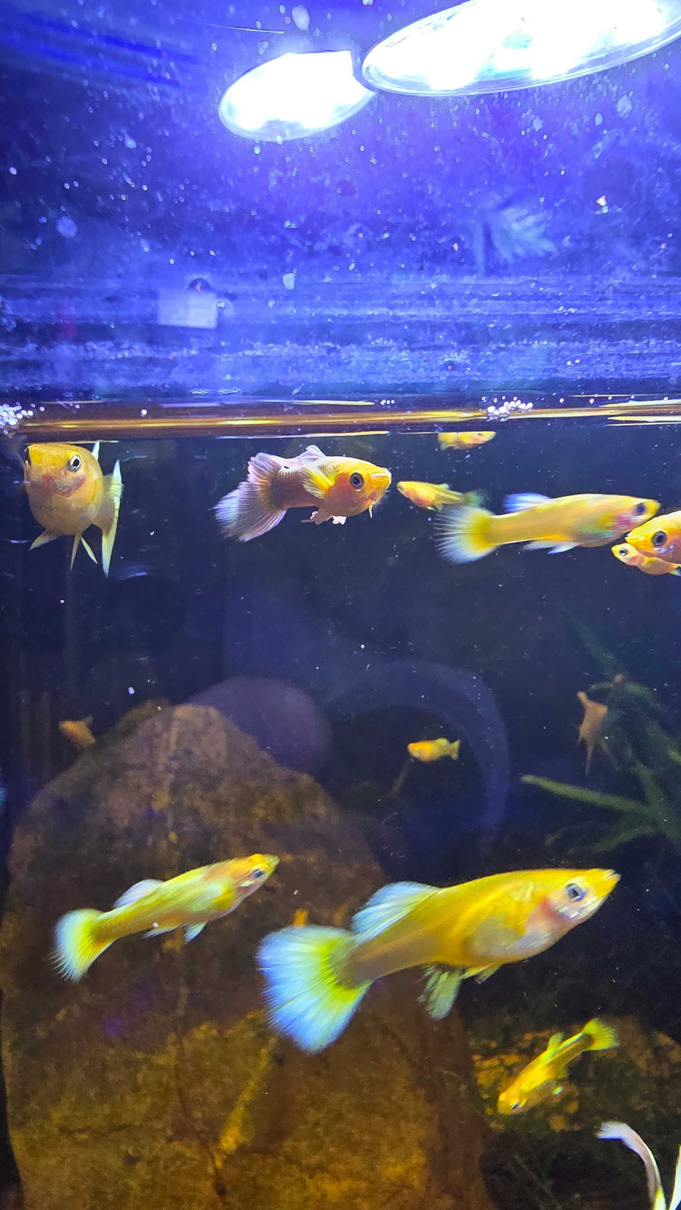 Guppy Full Gold - Puros