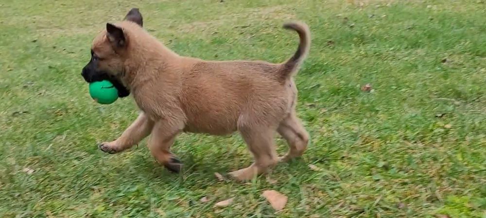 Owczarek Belgijski Malinois szczeniak piesek