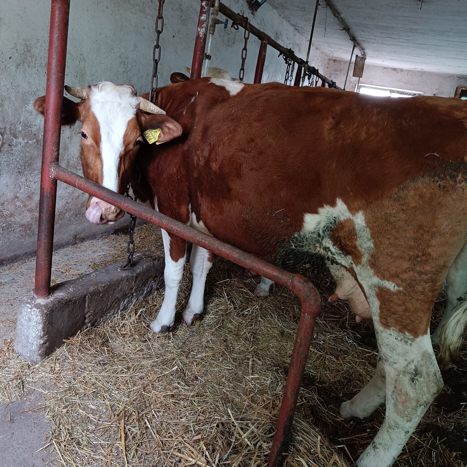 Sprzedam jałówkę na ocieleniu i dwie młode krowy