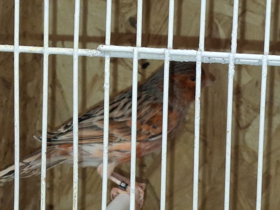 Canario agata vermelho nevado