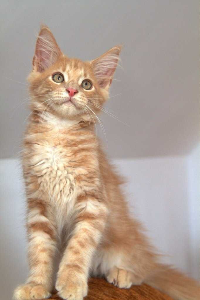 Maine coon kocurek Nuka