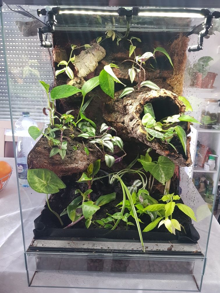 Terrarium tropikalne gekon jaszczurka