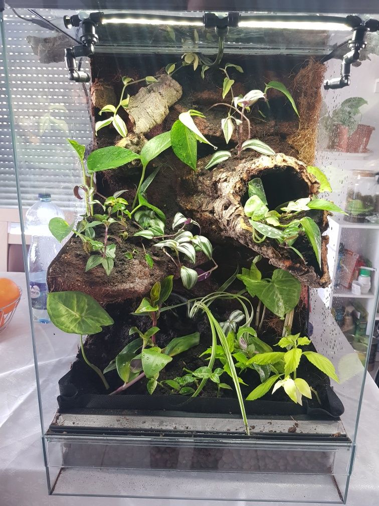 Terrarium tropikalne gekon jaszczurka