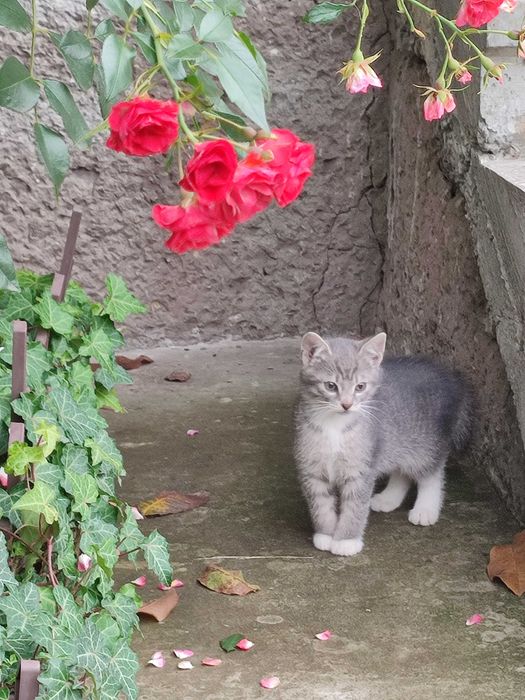 Віддам котика безкоштовно