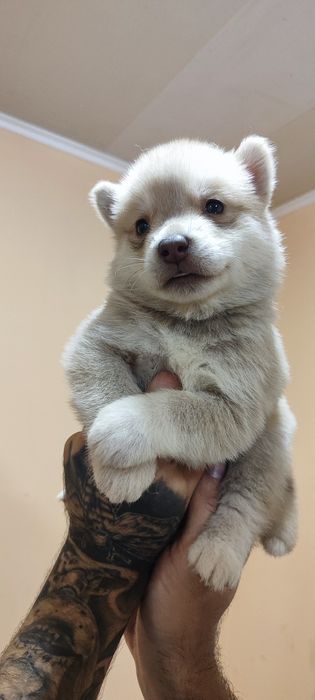 Цуценята хаскі ..