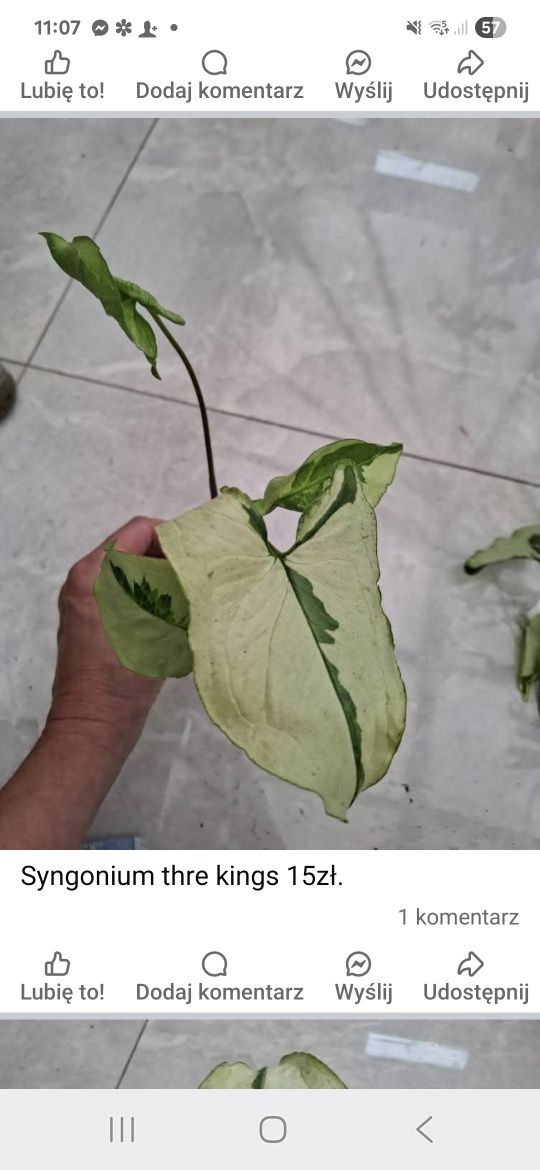 Syngonium Three Kings