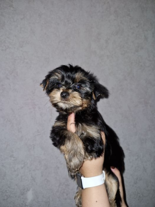 Йорики-Йорк- Йоркширский терьер