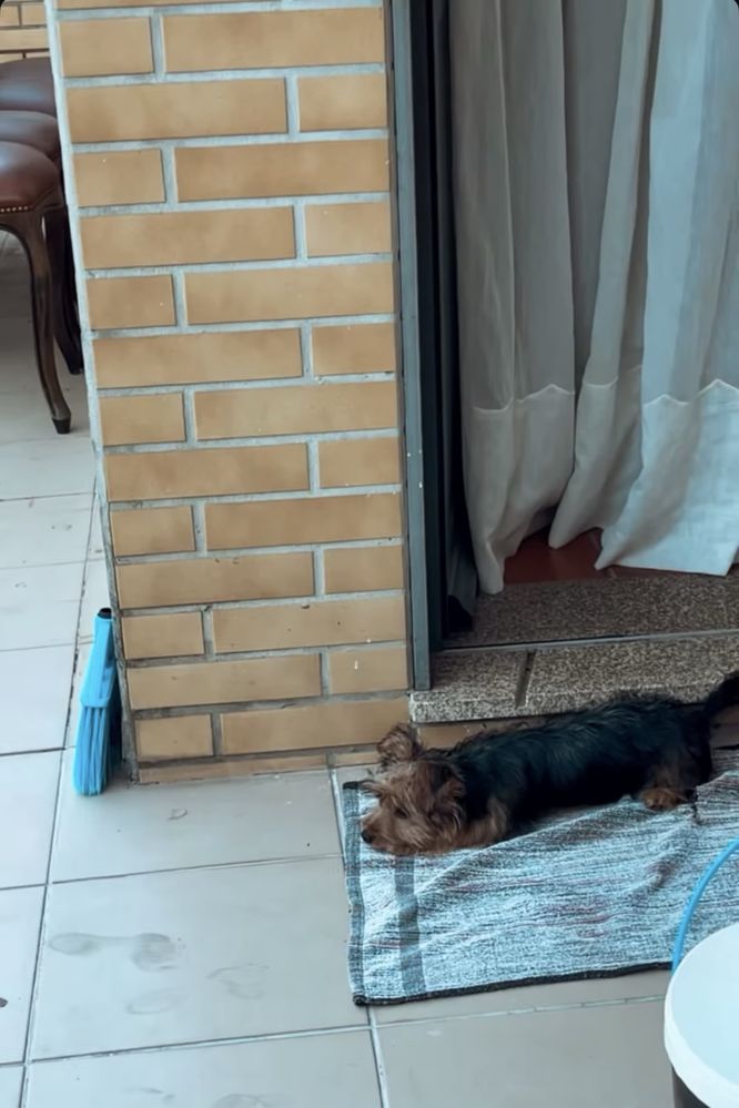 Yorkshire terrier femea