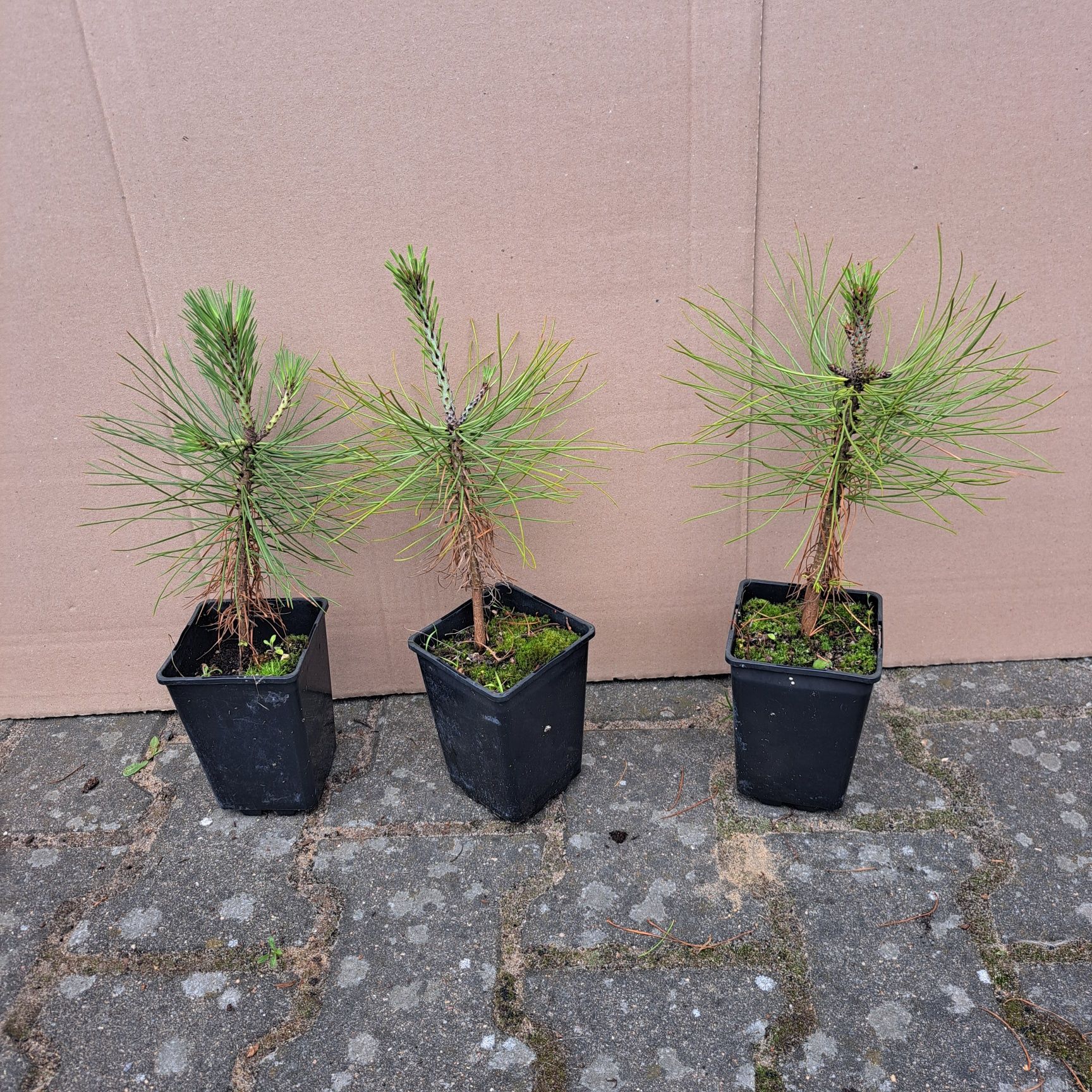 Sosna Jeffreya (pinus Jeffreya)