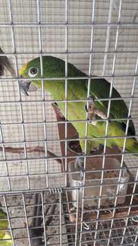 Vendo Papagaios Amazonas