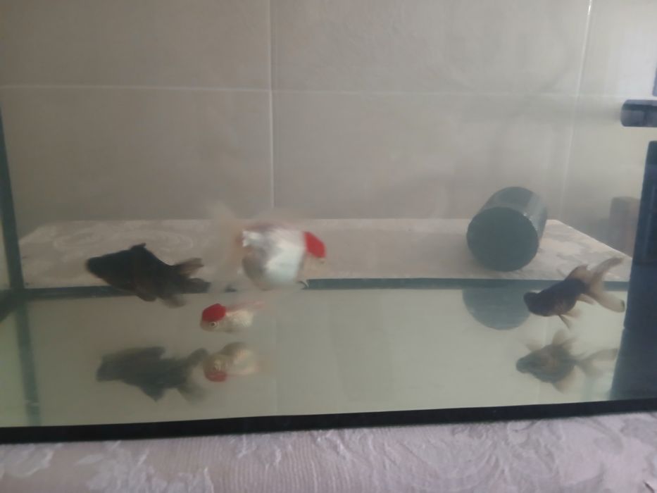 Oranda e Telecopio XL