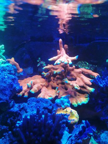 montipora samarensis szczepki koralowce akwarium morskie sps czernica