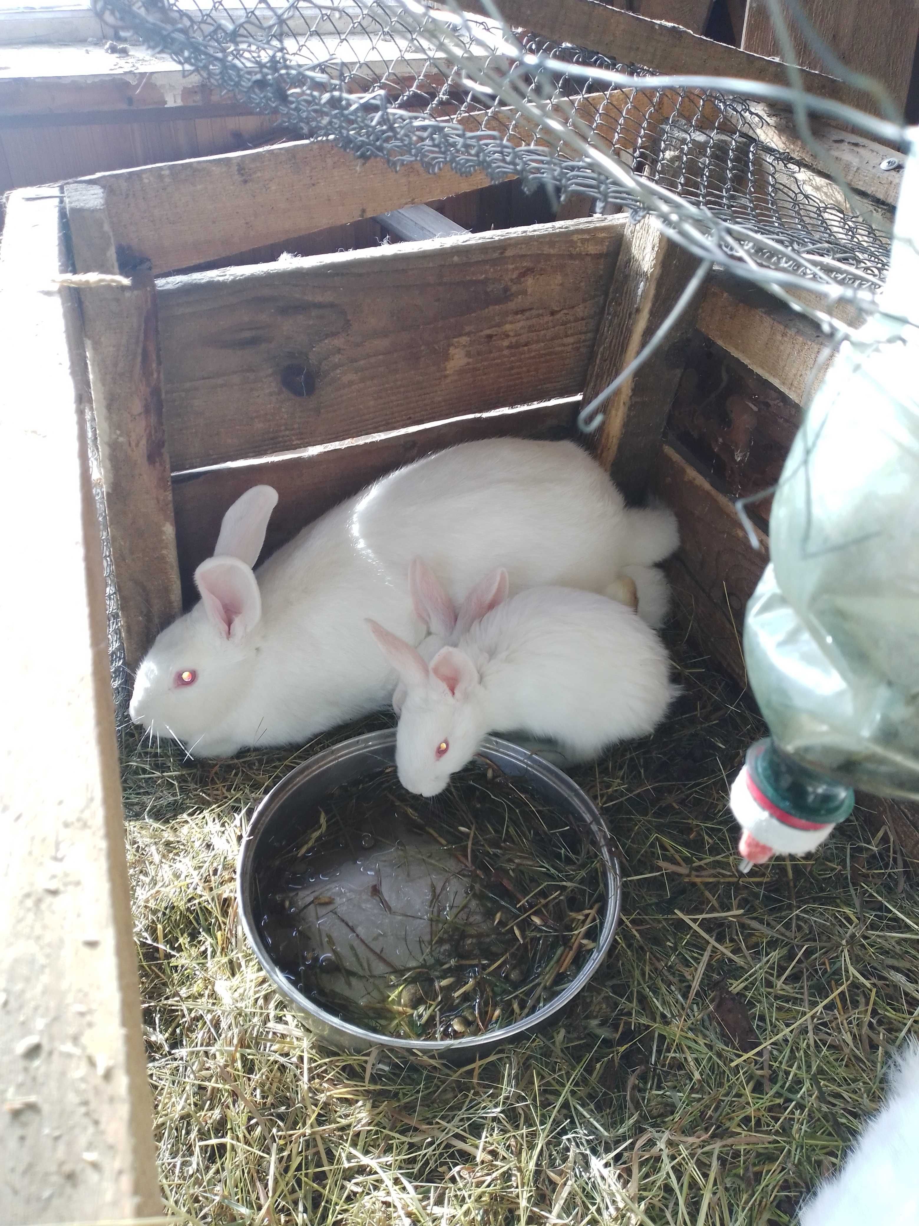 Продам кролі кролики
