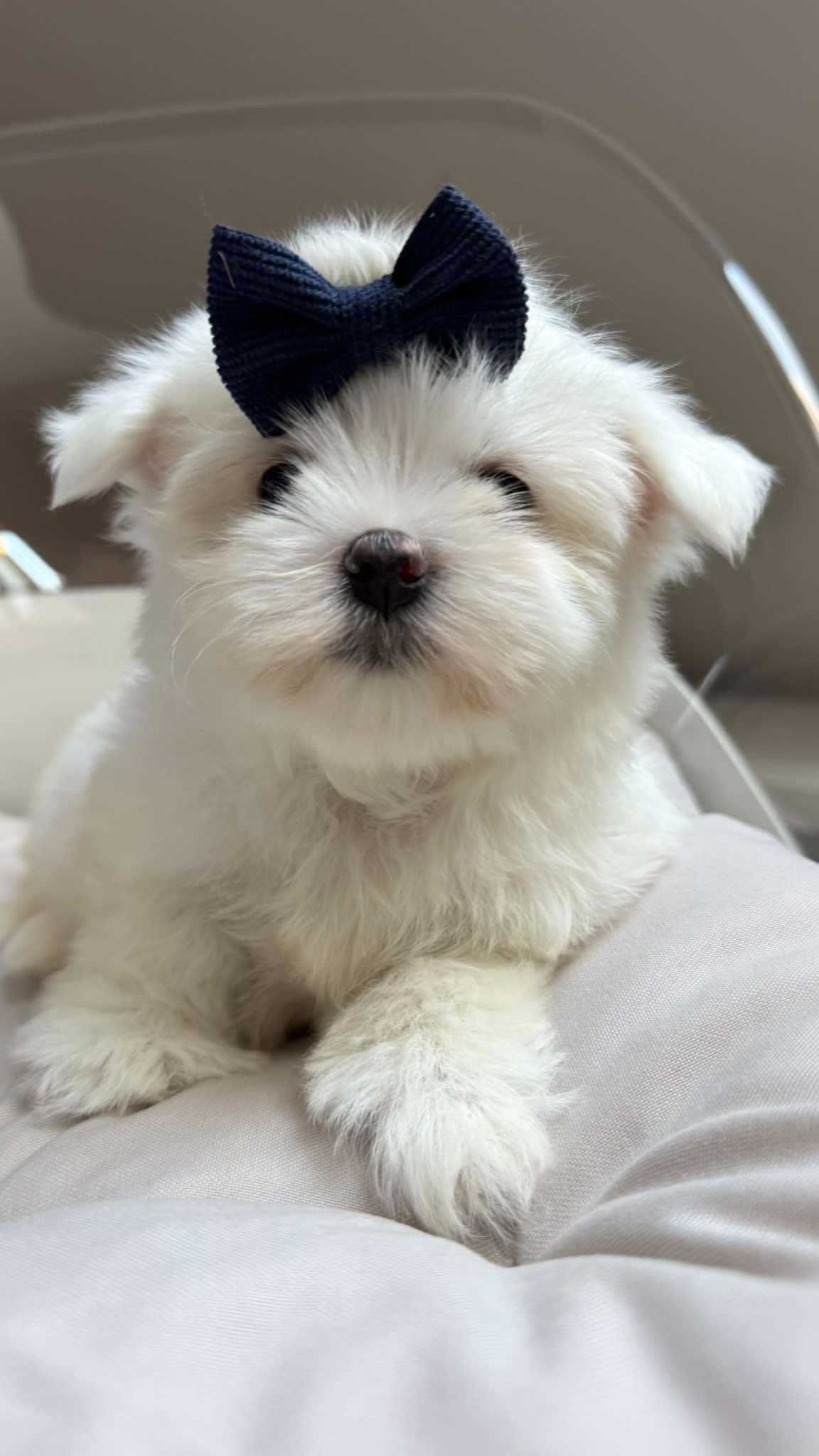 Mini Chłopczyk Maltańczyk z Rodowodem