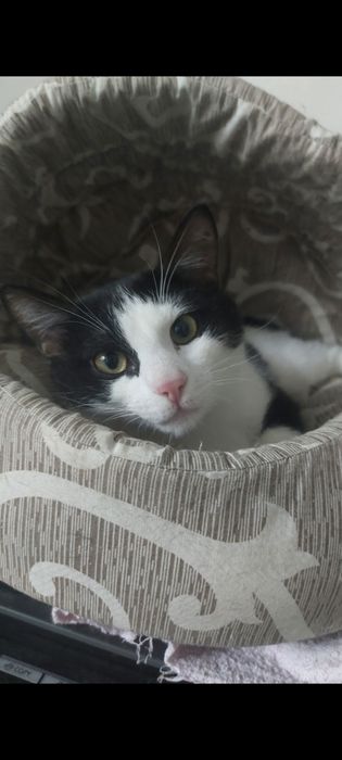 Кіт, котик, коти, молодий котик в добрі руки