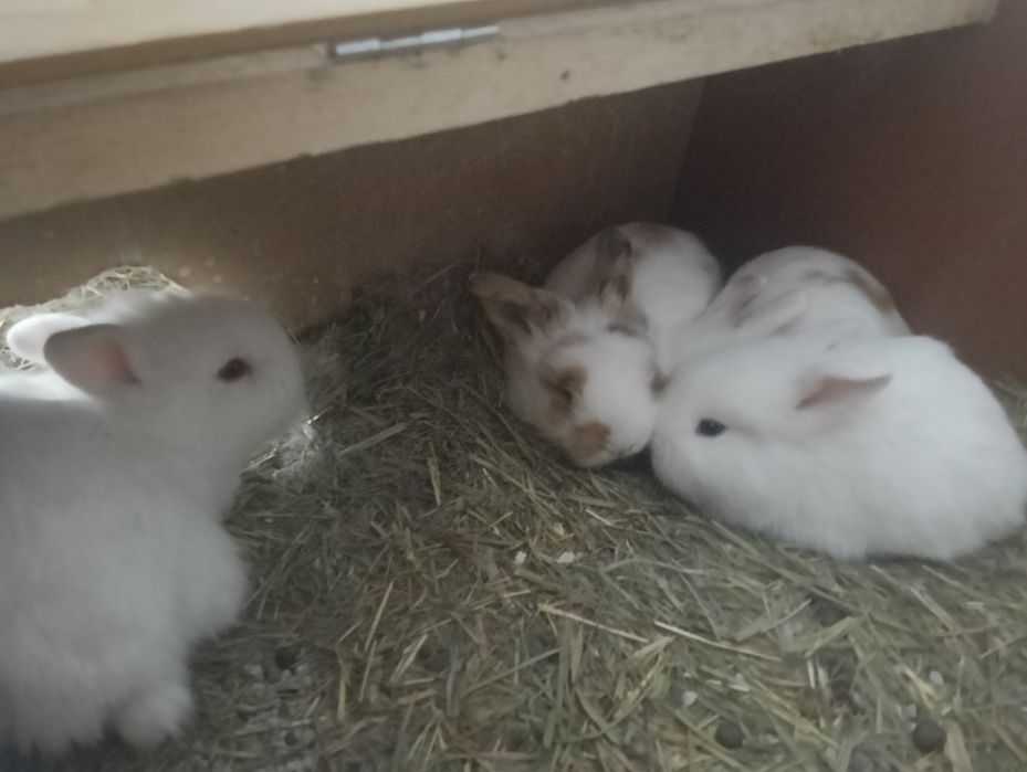 Coelhos anões Lion head