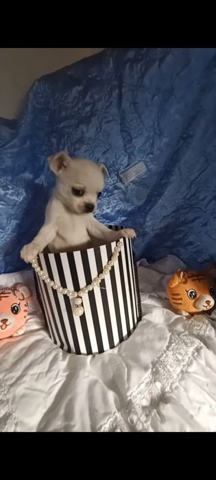 Продам білого хлопчіка чихуахуа