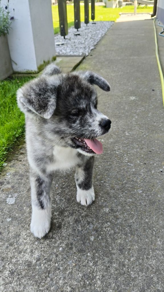 Akita Inu ZKwP/FCI już do odbioru