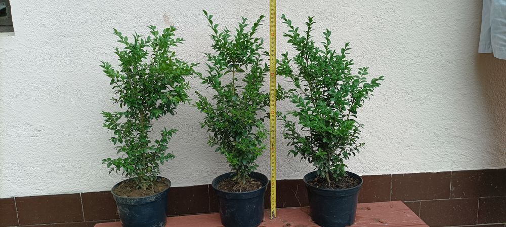 Bukszpan wiecznie zielony donica 50-60cm