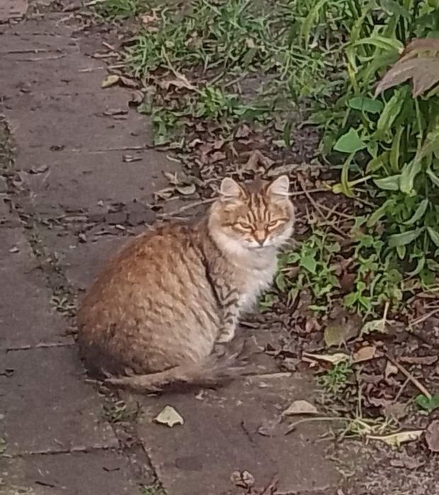 Пухнаста киця в добр руки