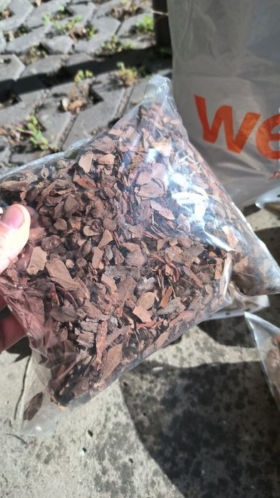 Шишки соснові 2025р., шишки великі до 11 см