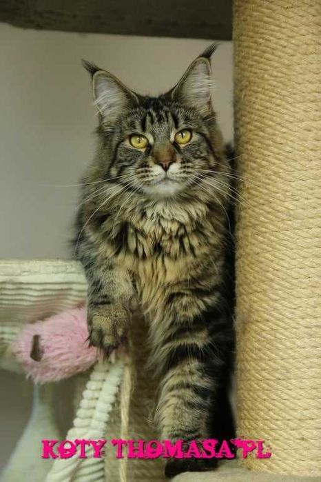 JEDYNA Czarna koteczka Maine Coon Polydactyl, gotowa do Odbioru*