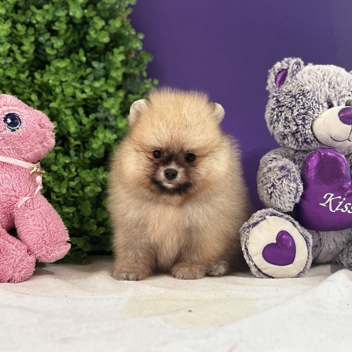 ляльковий Ведмедик шоу классу