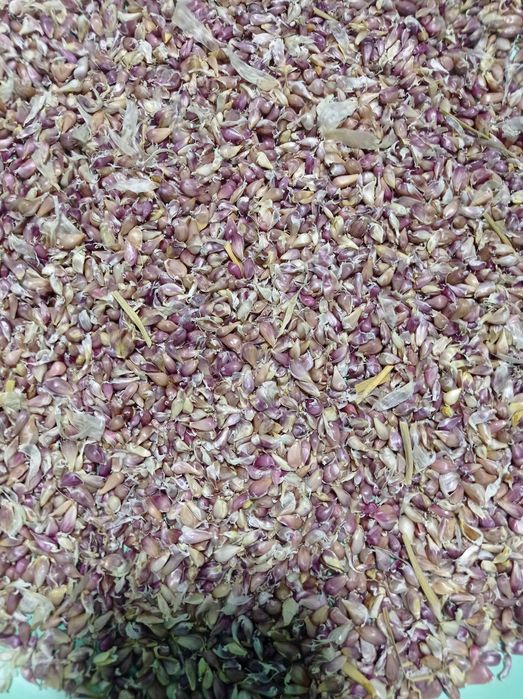 Насіння часнику Любаша (повітряна бульбашка)