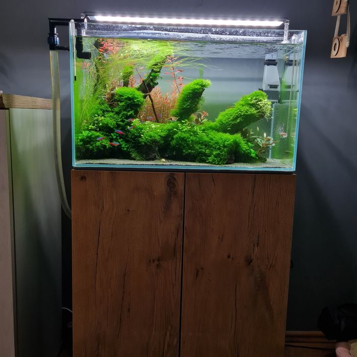 Zestaw akwariowy 63l z aranżacją i życiem