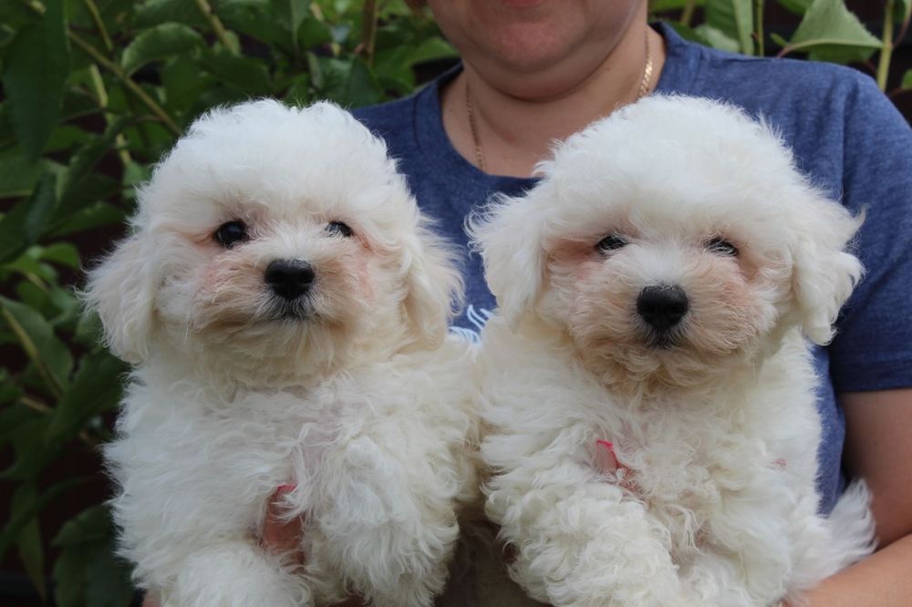 Хлопчики Бішон Фрізе