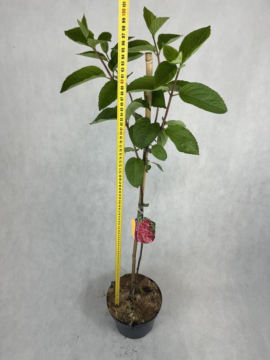 Hortensja bukietowa na pniu MELBA FRAISE czerwona wysyłka kalisz