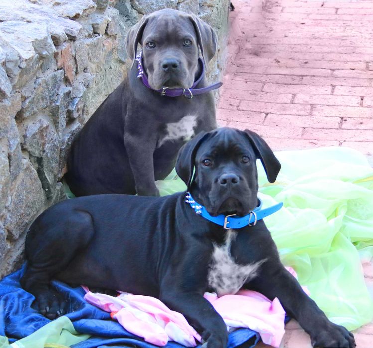 Елітні цуценята Кане корсо