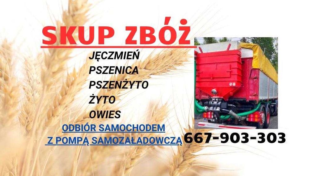 Skup zbóż, skup zboża, jęczmień Owies pszenżyto żyto pszenica - pompą