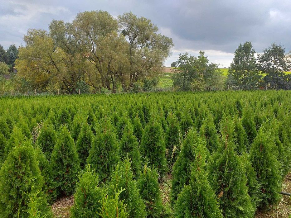 Tuja szmaragd PRODUCENT 30 - 150 cm - RABATY