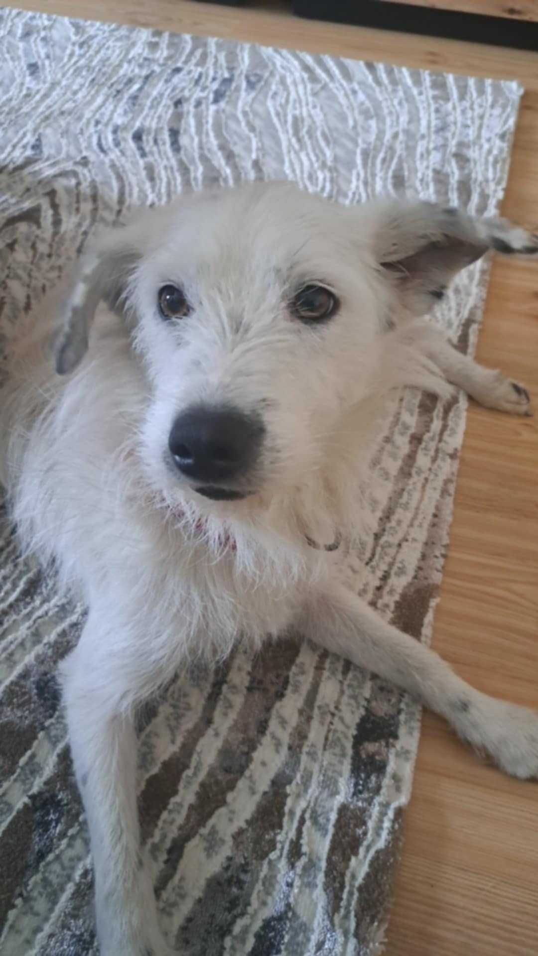 Sunia Lola czeka na swój nowy dom