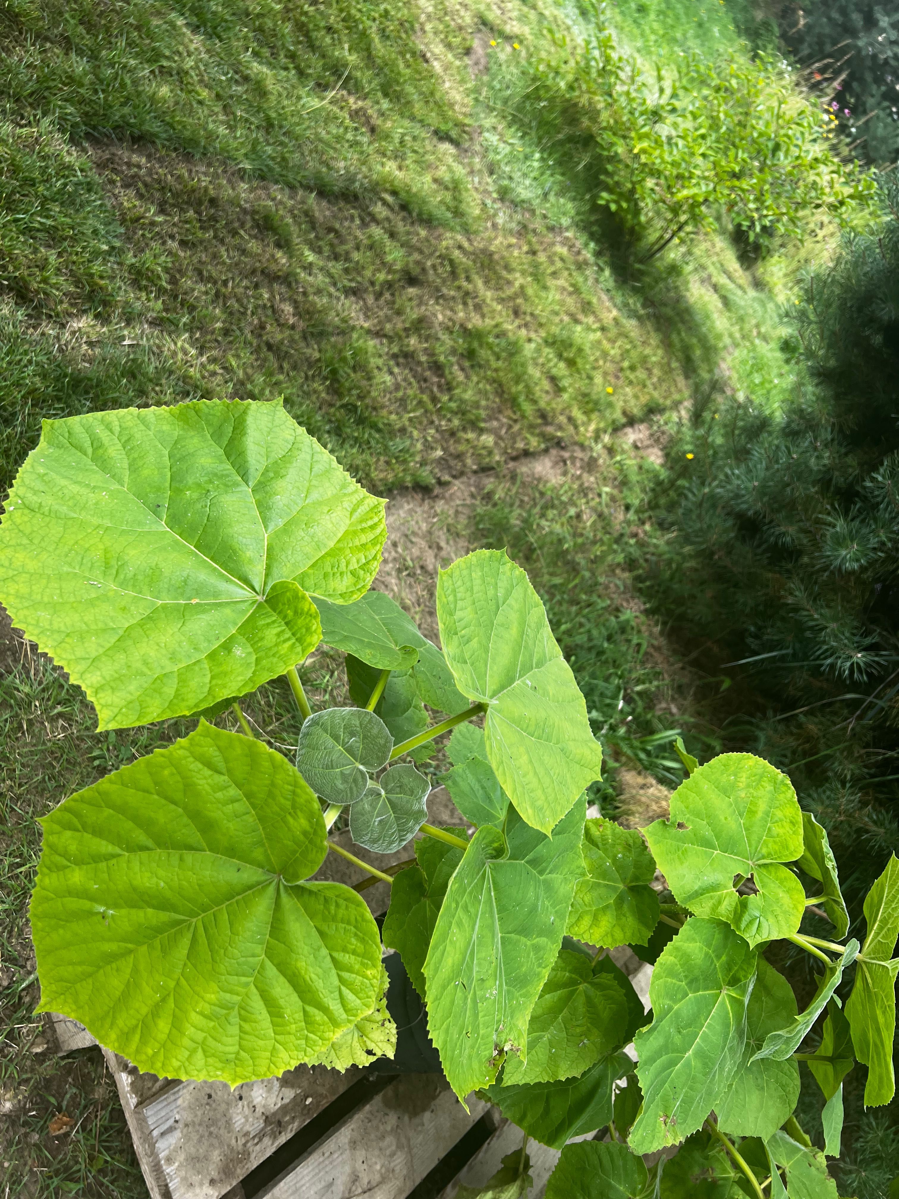 Paulownia drzewo sadzonka paulownie najszybciej rosnące drzewa