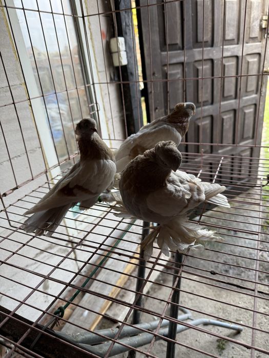 Sprzedam blajwindry koroniate 2 samice i samca