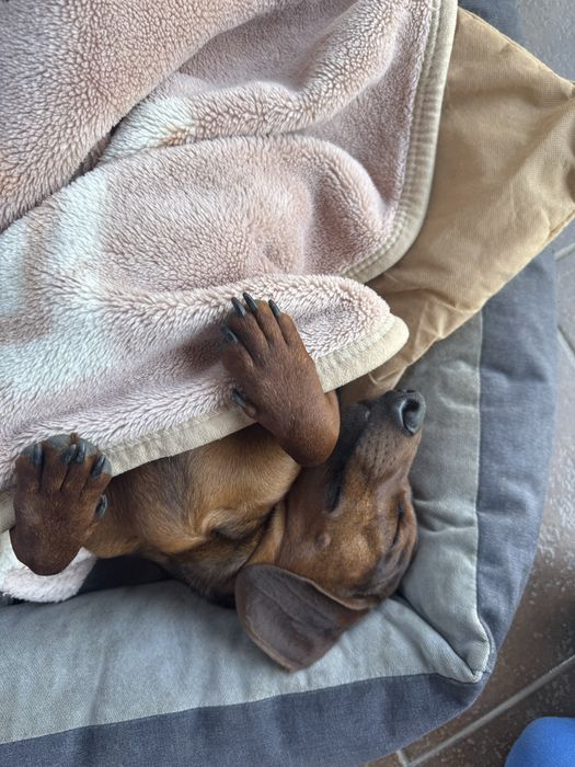 Такса, мальчик, вязка