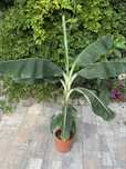 Bananowiec   Musa