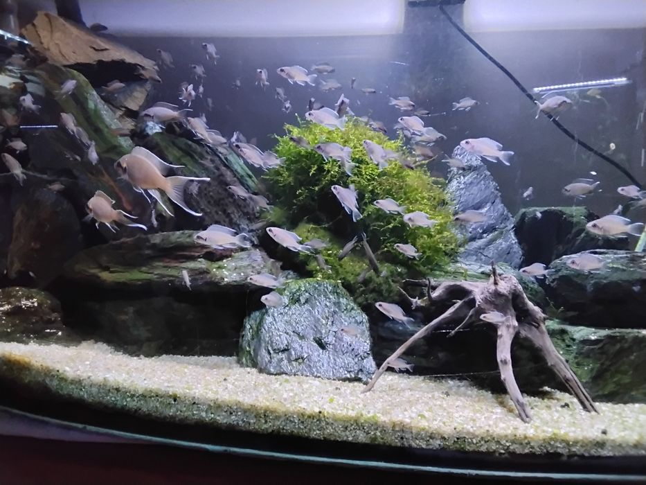 Akwarium 112l z biotopem Tanganika