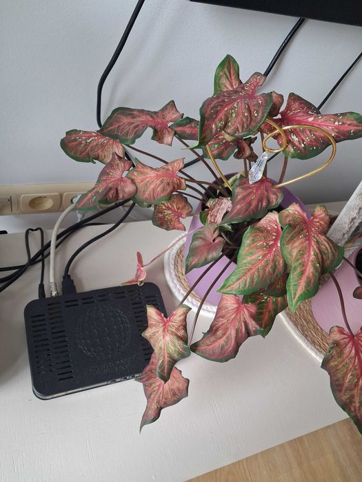 oddam kwiatek za plyn do płukania calandium (kaladium) cherry