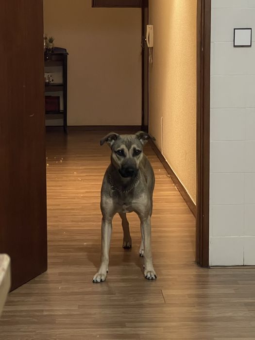 Para adoção o cachorro