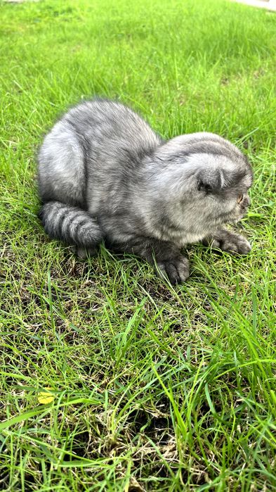 Gatinha "Scottish Fold"