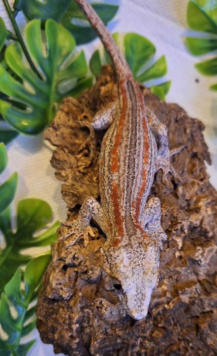 Gekon gargulec _ samiec